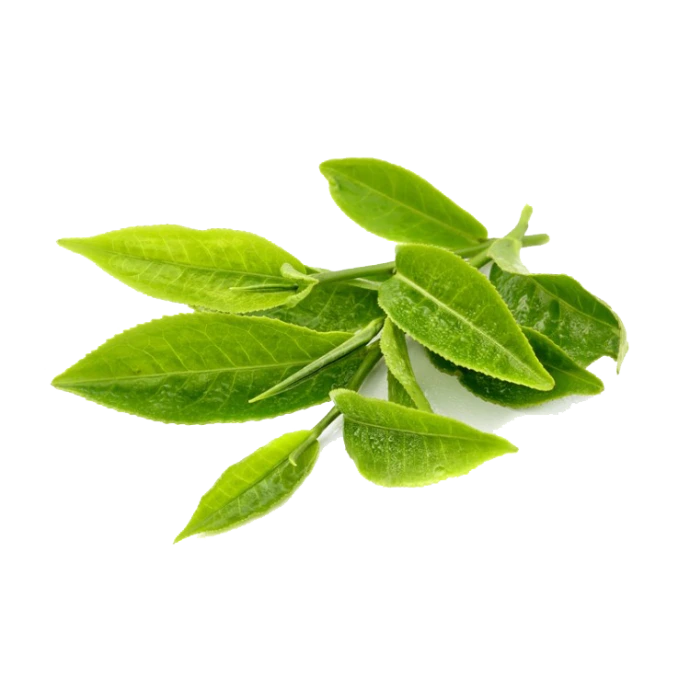 Thé vert bio